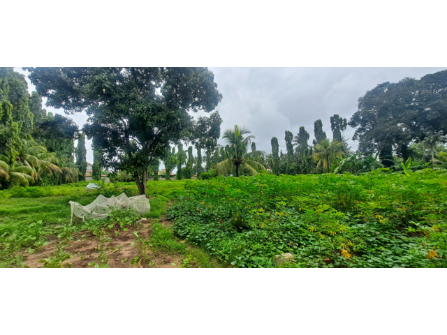 Landscape