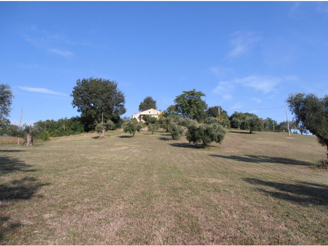 House from trees