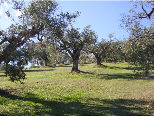 Pruned trees