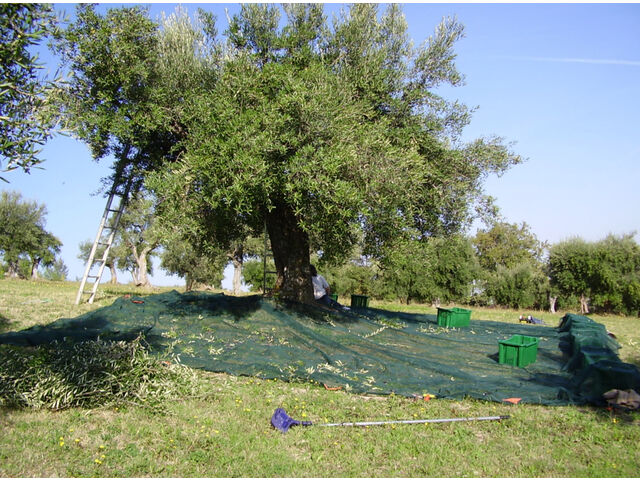 Harvesting olives