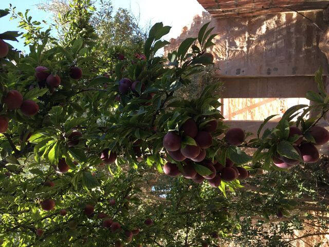 Best plums ever