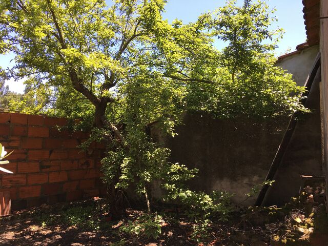 Plum tree