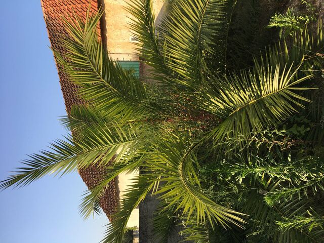 Palm tree