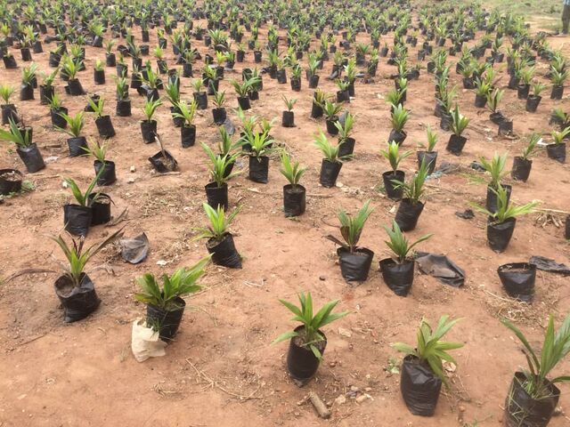 PalmRich nurseries 