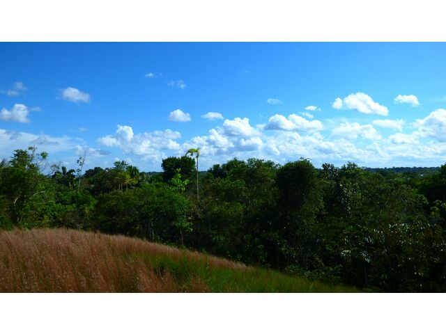 Rainforest View