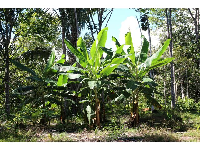 banana plant