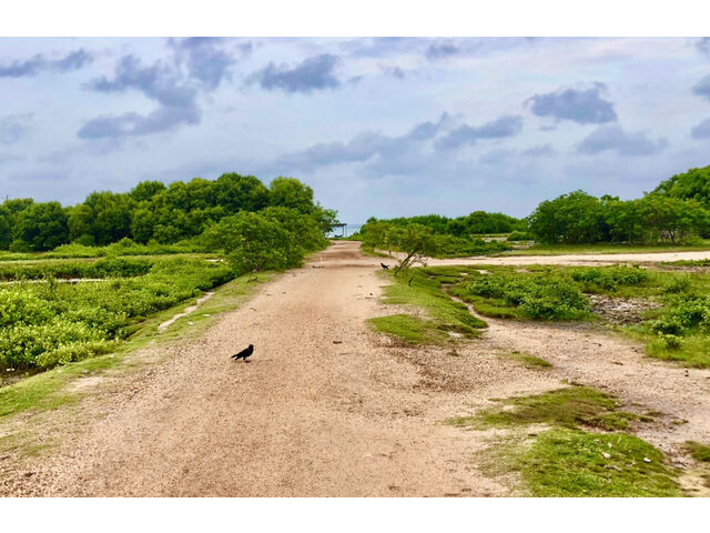 Road to the land 