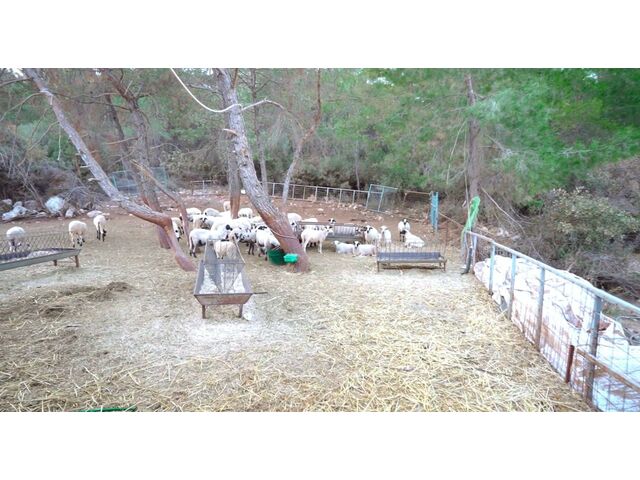 sheep