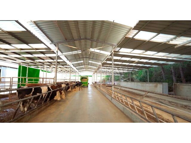 cattle